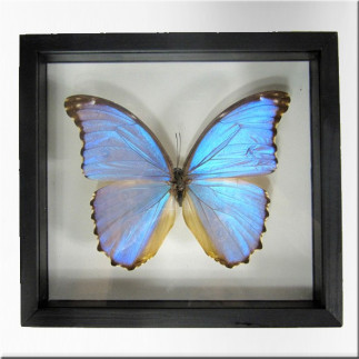 Framed blue morpho butterfly