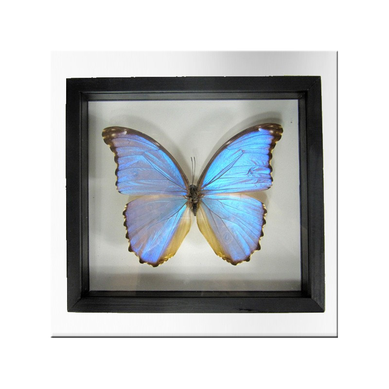 Framed blue morpho butterfly