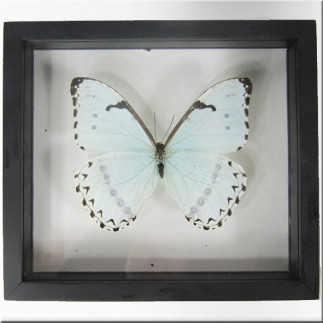 Framed white morpho butterfly