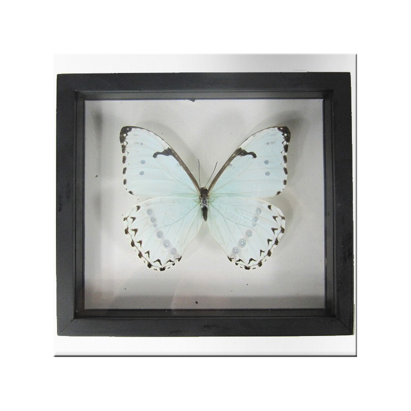Framed white morpho butterfly
