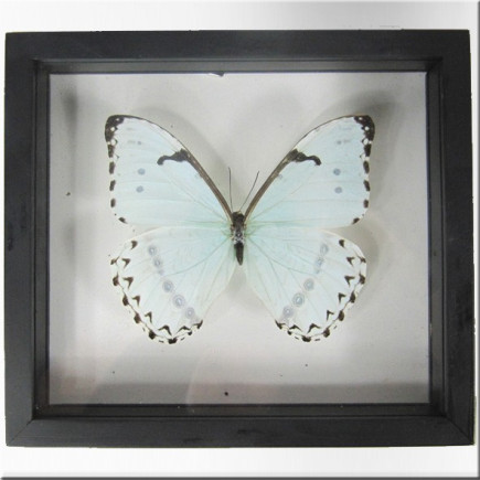 Framed white morpho butterfly