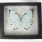 Framed white morpho butterfly