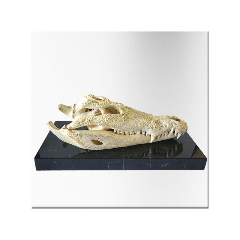 Crane of crocodile. With Cites