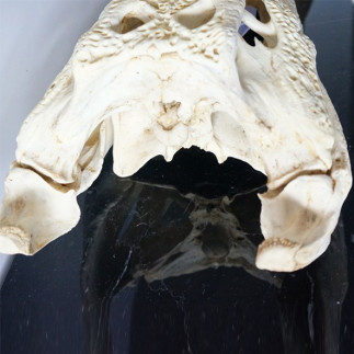 Crane of crocodile. With Cites