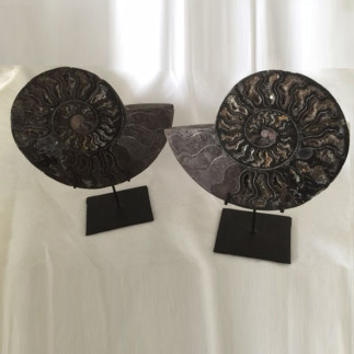 Pair of fossilized ammonite slices on iron stand