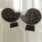 Pair of fossilized ammonite slices on iron stand