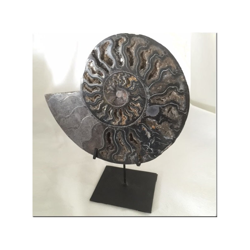 Pair of fossilized ammonite slices on iron stand