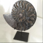 Pair of fossilized ammonite slices on iron stand
