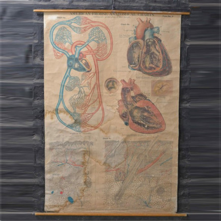 Medical engraving (various models)