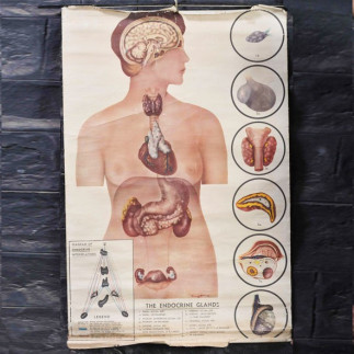 Medical engraving (various models)