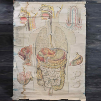 Medical engraving (various models)