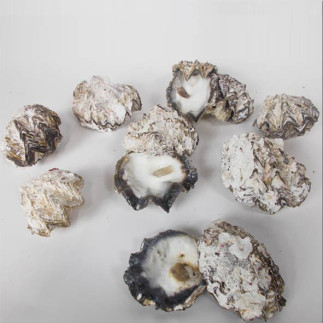 Huître calcaire concrétions