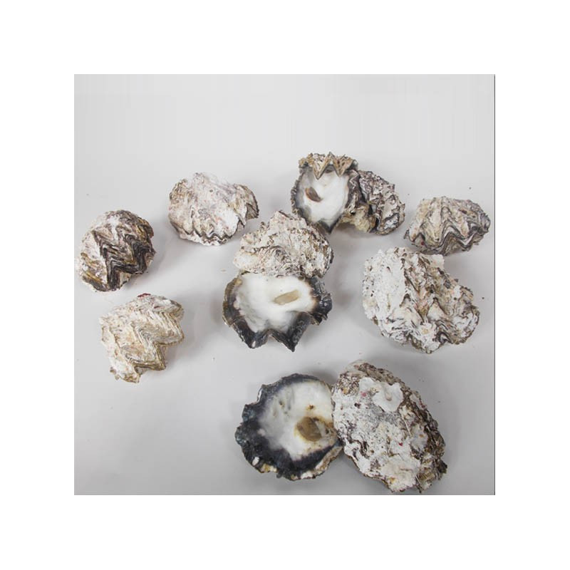 Oyster calcareous concretions