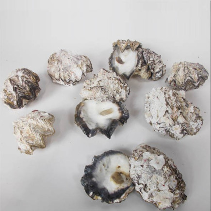 Huître calcaire concrétions