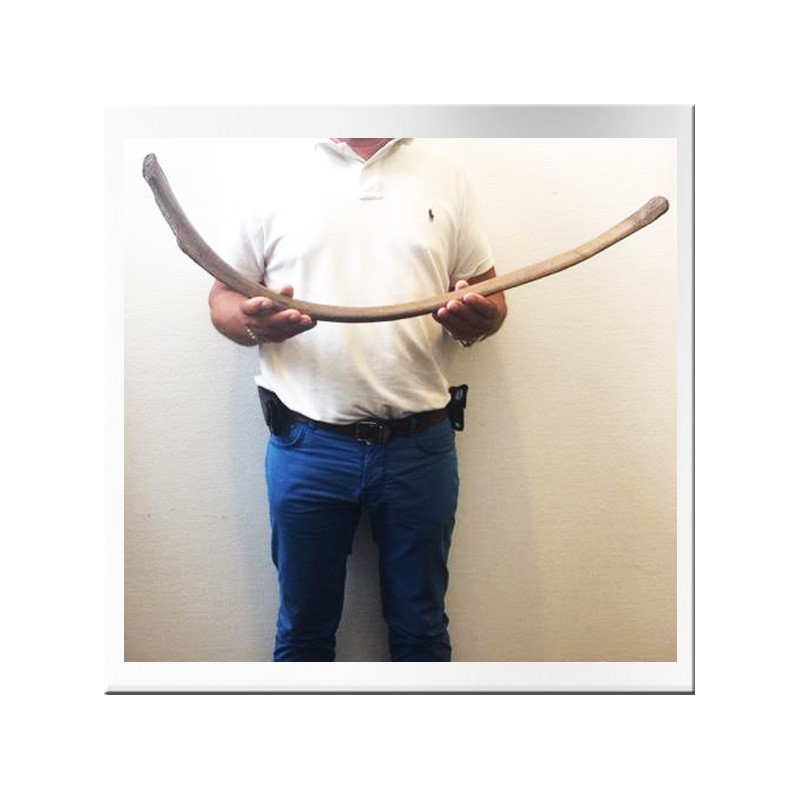 Mammoth rib