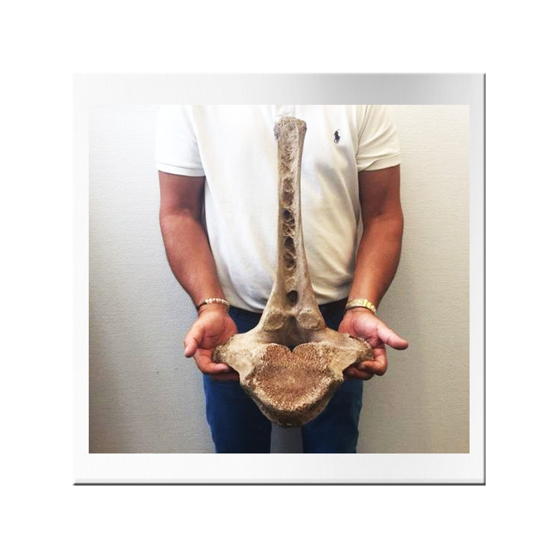Mammoth vertebra