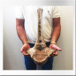 Mammoth vertebra
