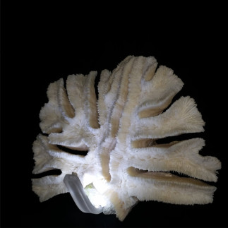 Corail dit 'corail lamelles'