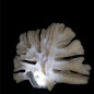 Corail dit 'corail lamelles'