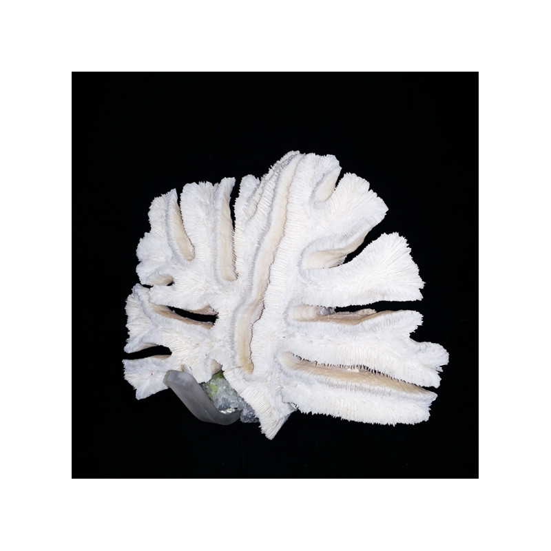Corail dit 'corail lamelles'