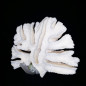 Corail dit 'corail lamelles'
