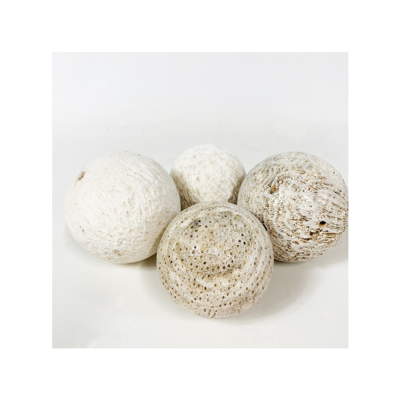 White coral fossil ball