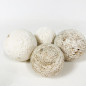 White coral fossil ball