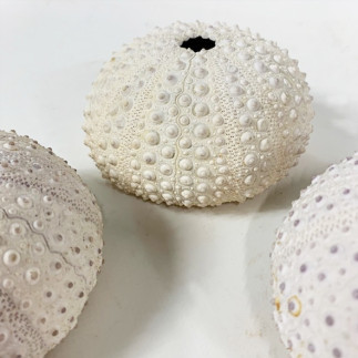 Oursin blanc de Madagascar