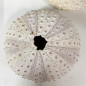 Madagascar sea urchin