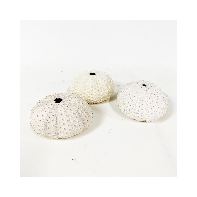 Madagascar sea urchin
