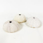 Madagascar sea urchin