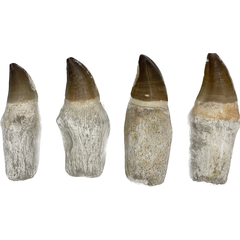 Mosasaur tooth, 70 million years old