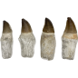 Mosasaur tooth, 70 million years old