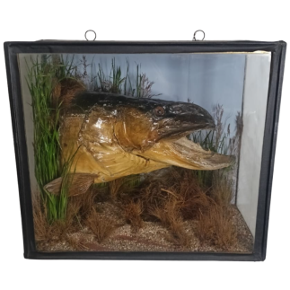 Tête de brochet naturalisé en diorama