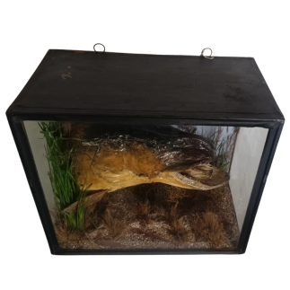 Pike head naturalized in diorama