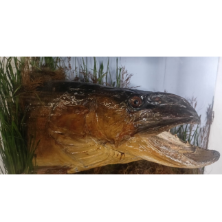 Pike head naturalized in diorama