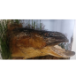 Pike head naturalized in diorama