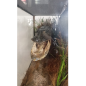 Pike head naturalized in diorama