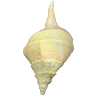 Syrinx shell