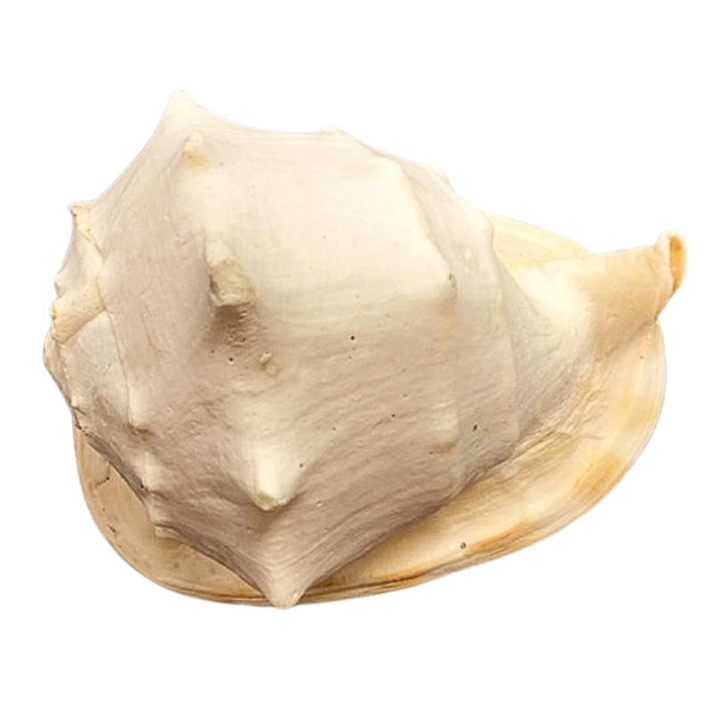 Cassis Cornuta Shell