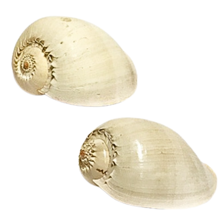 Coquillage Melo Broderipi