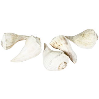 Coquillage busycom contrarium spirale inversée