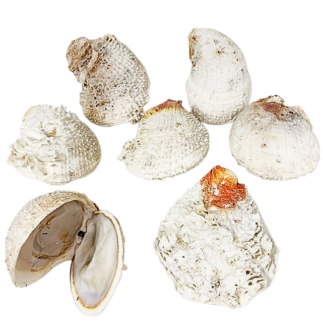 Spondilius Bivalve shell