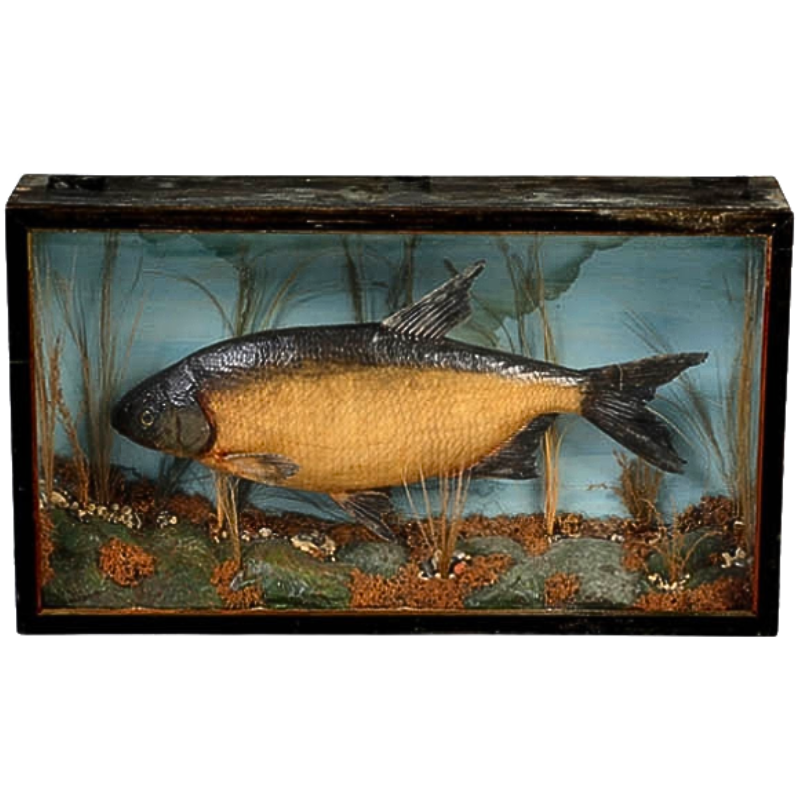 Taxidermy tench displayed in a diorama.