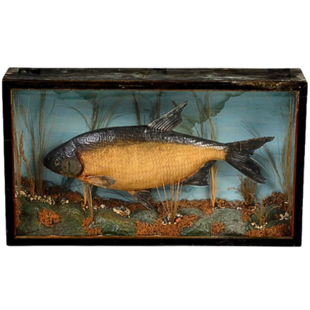 Tanche naturalisée en diorama.