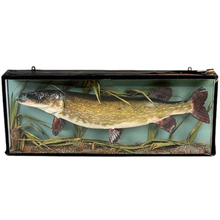 Brochet naturalisé en diorama