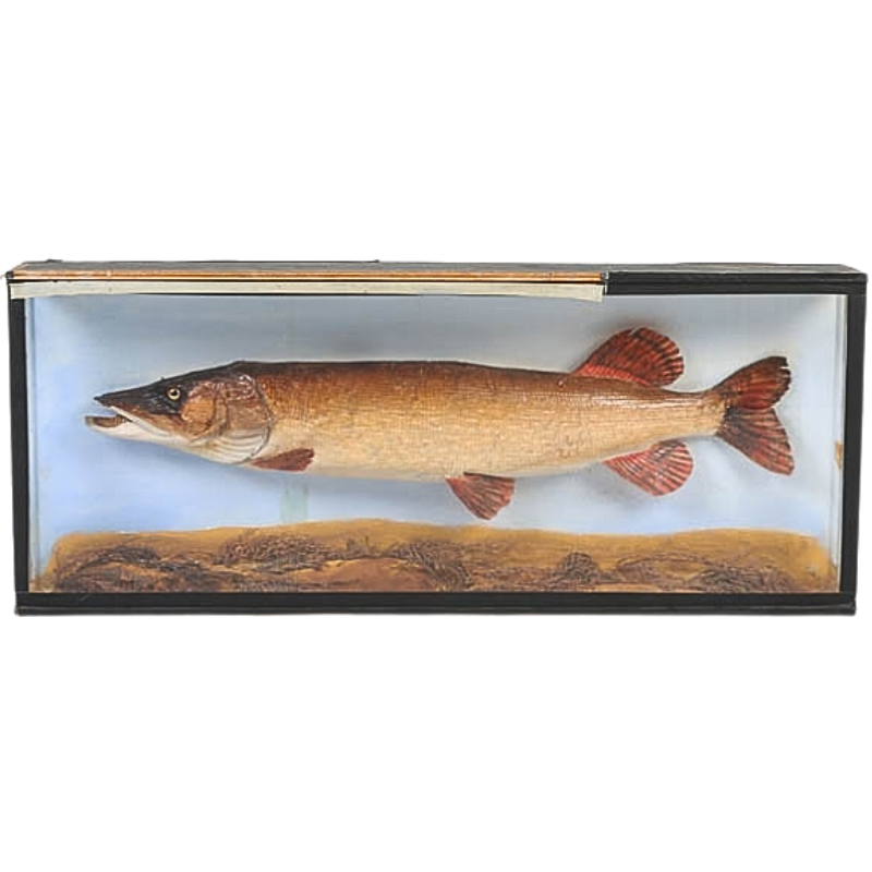 Pike naturalized in diorama