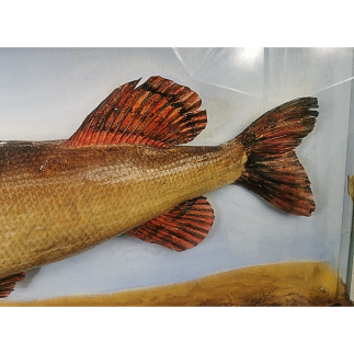 Pike naturalized in diorama
