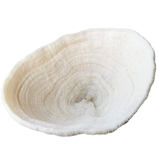 Coral Bowl – Solomon Islands (sold with CITES)