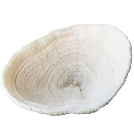 Coral Bowl – Solomon Islands (sold with CITES)